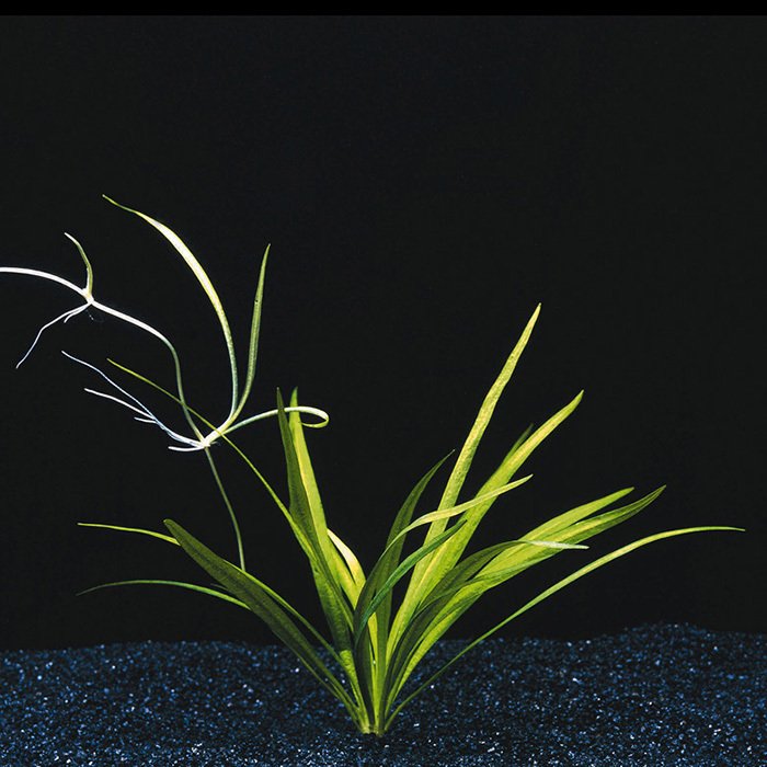 Echinodorus latifolius SAKSI