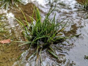 Eriocaulon feather duster ADET ÖN SİPARİŞ