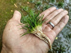 Eriocaulon feather duster ADET ÖN SİPARİŞ