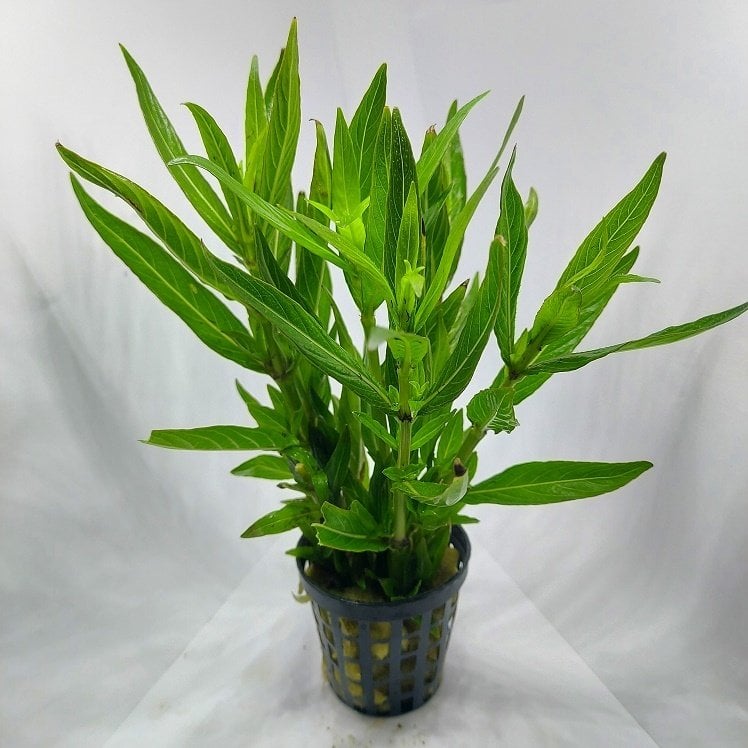 Hygrophila parawitota SAKSI