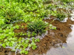 Eriocaulon sulawesi ADET ÖN SİPARİŞ