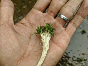 Eriocaulon sulawesi ADET ÖN SİPARİŞ