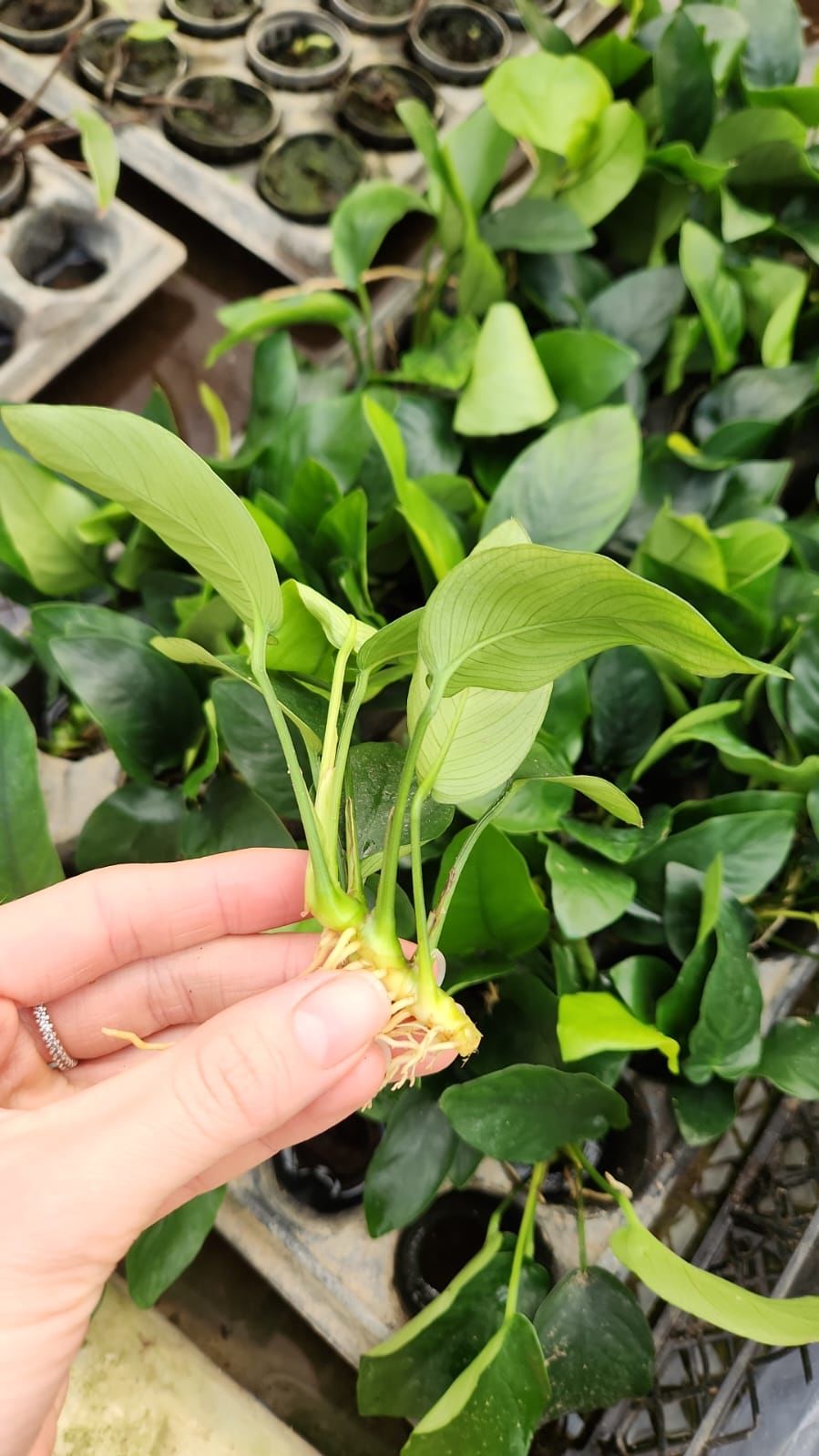 Anubias nana ADET - ÖN SİPARİŞ