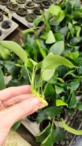 Anubias nana ADET - ÖN SİPARİŞ