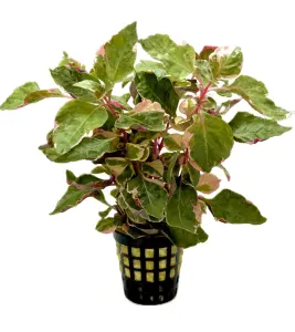 Alternanthera bettzickiana pink aurora SAKSI