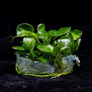 Anubias barteri broad leaf ADET - ÖN SİPARİŞ