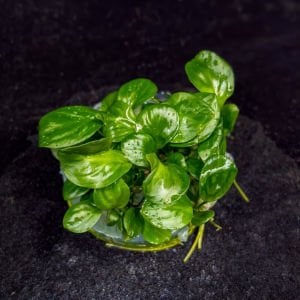 Anubias barteri broad leaf ADET - ÖN SİPARİŞ