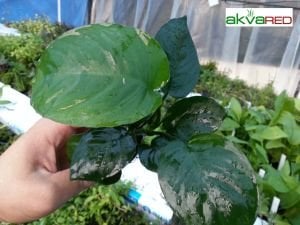 Anubias barteri broad leaf ADET - ÖN SİPARİŞ