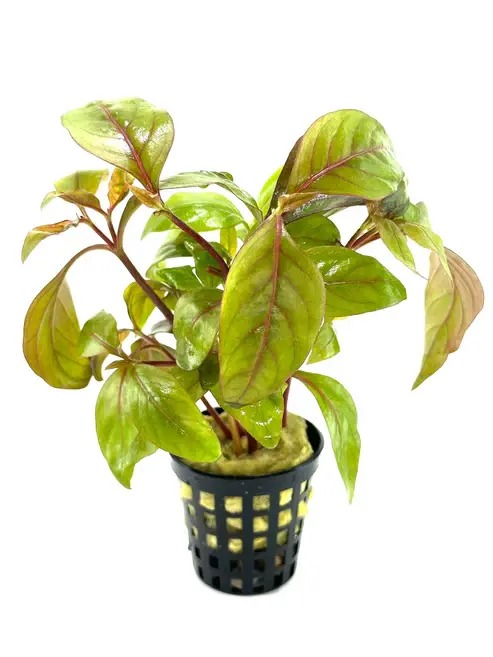 Alternanthera reineckii red broad SAKSI