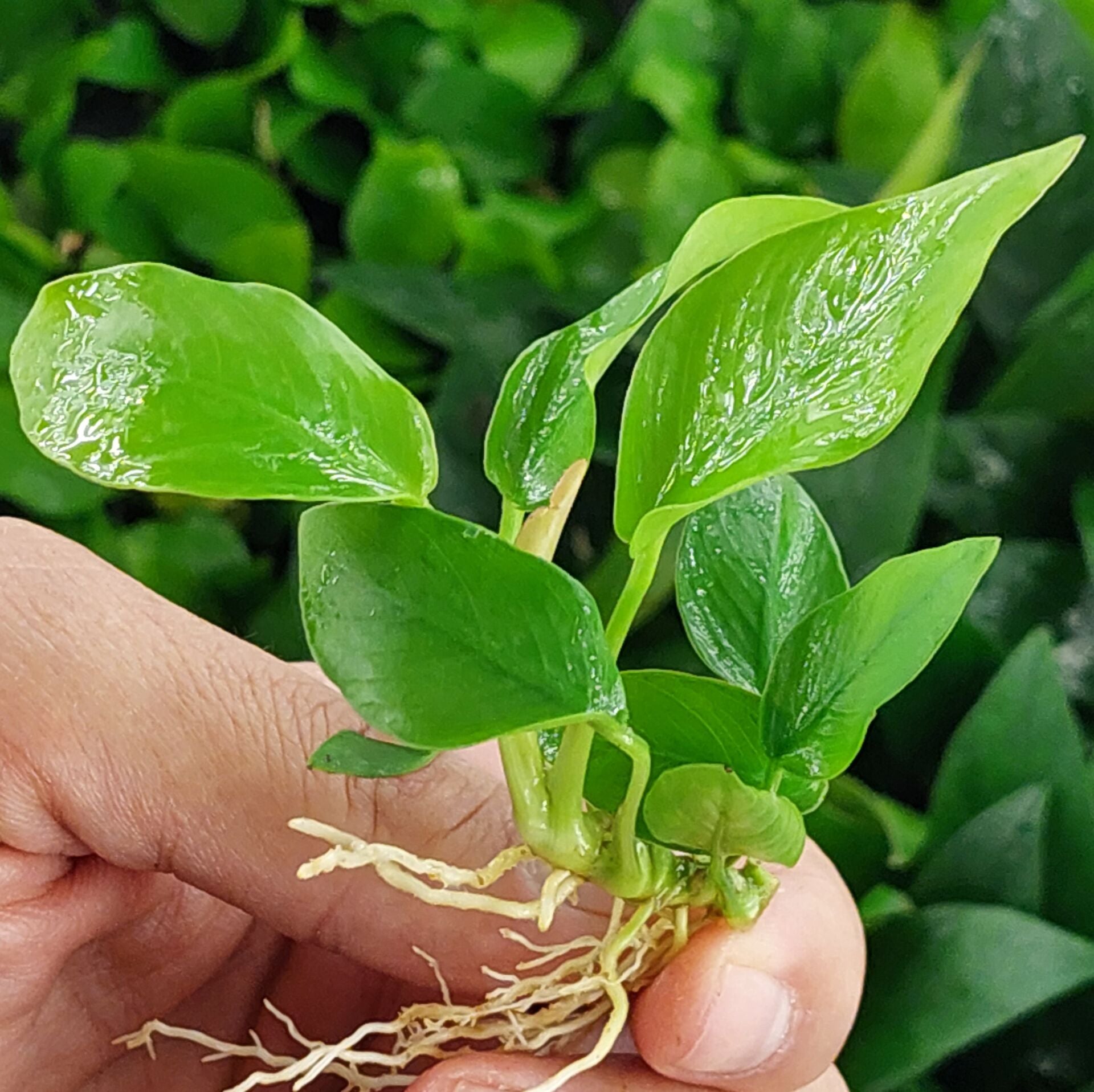 Anubias golden ADET - ÖN SİPARİŞ