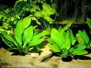 Echinodorus grandifolius muricatus SAKSI