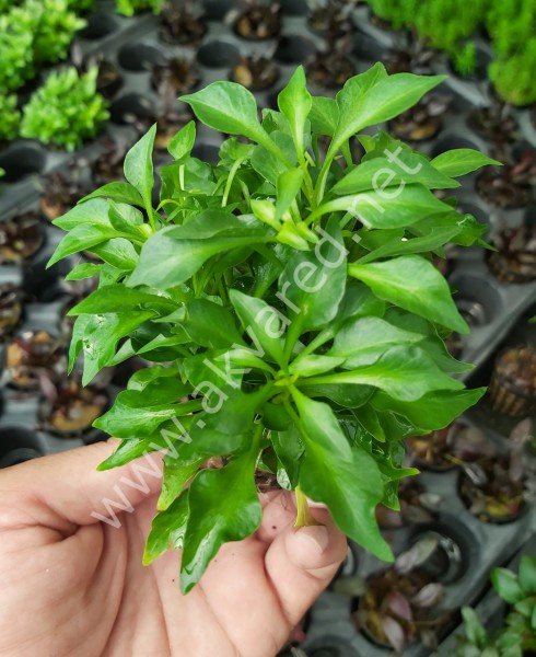 Alternanthera bettzickiana green SAKSI