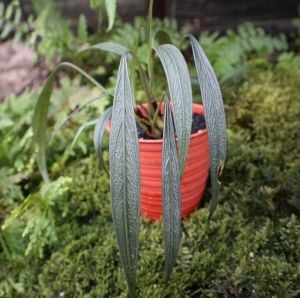 Aridarum perisai ADET ÖN SİPARİŞ