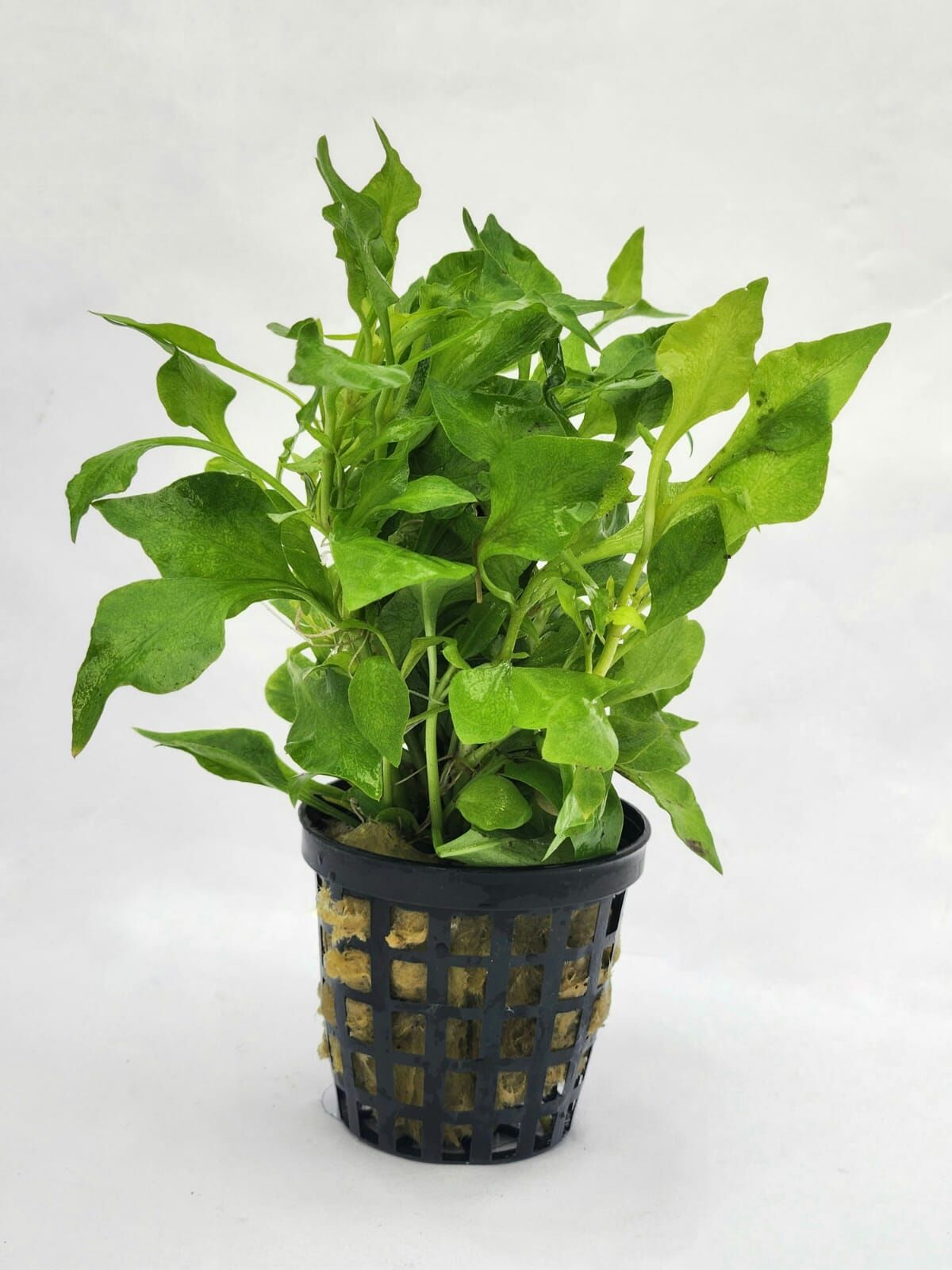 Alternanthera bettzickiana green SAKSI