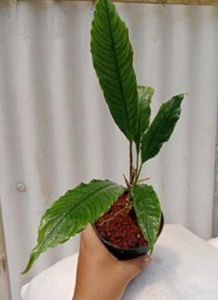 Aridarum rostratum ADET ÖN SİPARİŞ