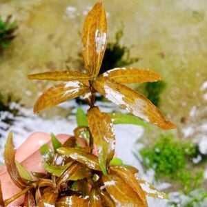 Hygrophila polysperma Tiger SAKSI