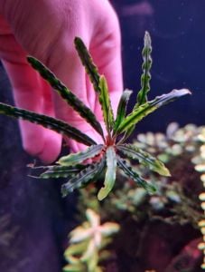 Fenestratum mulyadi ADET ÖN SİPARİŞ