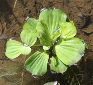 Pistia stratiotes (Su Marulu) ADET