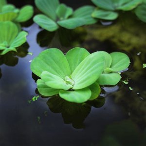 Pistia stratiotes (Su Marulu) ADET