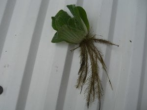 Pistia stratiotes (Su Marulu) ADET