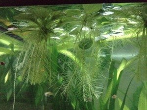 Pistia stratiotes (Su Marulu) ADET