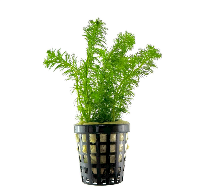 Myriophyllum hippuroides SAKSI