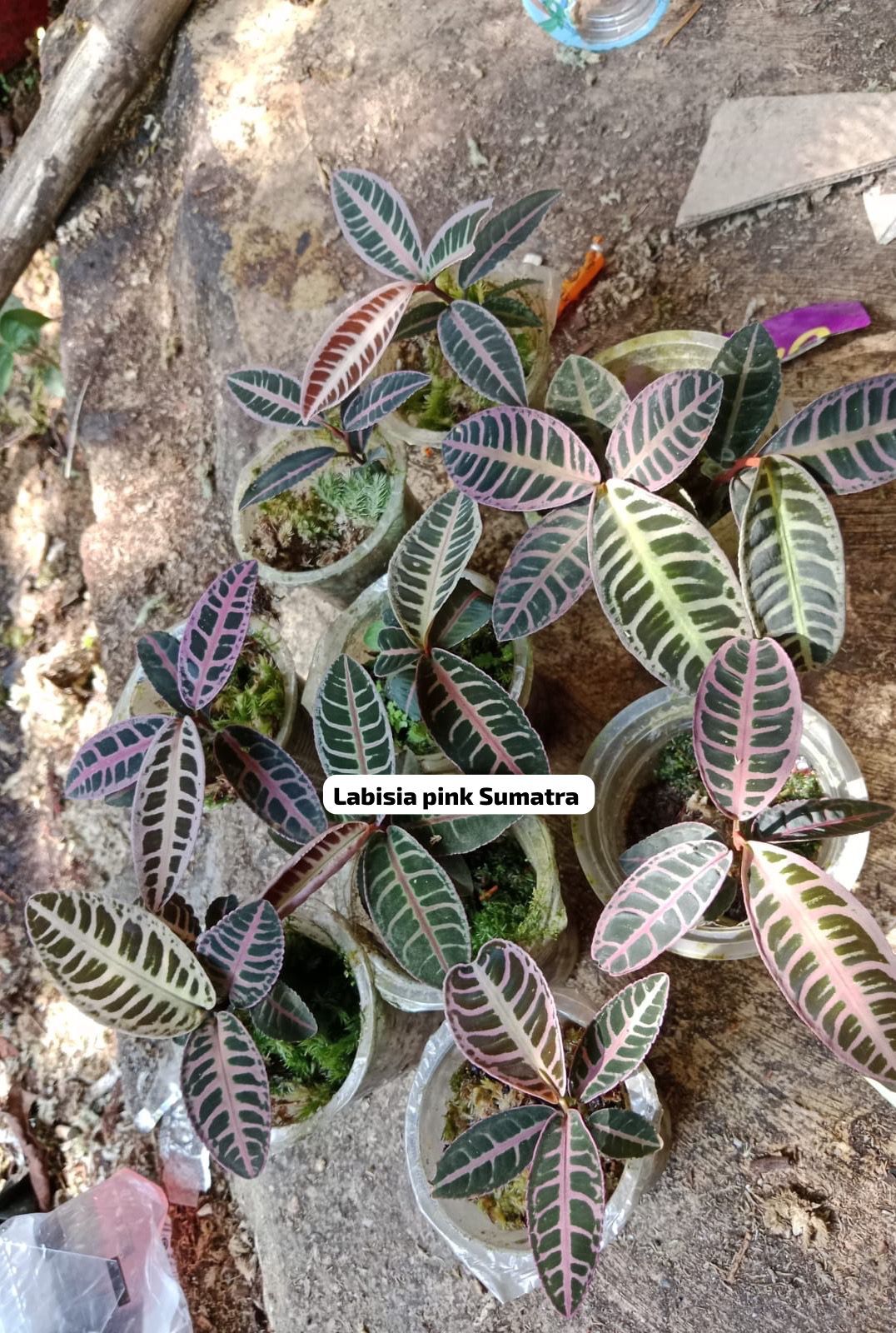 Labisia pink sumatra ADET ÖN SİPARİŞ