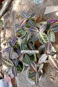 Labisia pink sumatra ADET ÖN SİPARİŞ