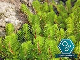 Myriophyllum hippuroides SAKSI