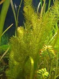 Myriophyllum hippuroides SAKSI