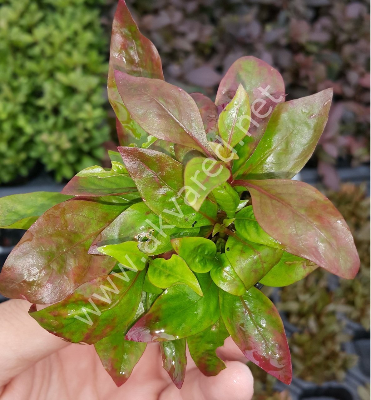 Alternanthera broad leaf İTHAL ADET