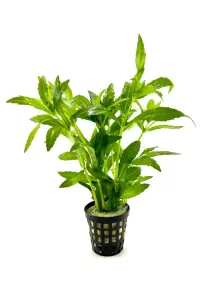 Pogostemon sampsonii (cf. pumilus) SAKSI