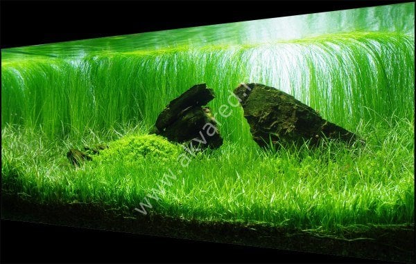 Lilaeopsis brasiliensis İTHAL BUKET