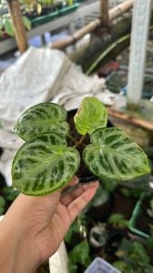 Anthurium silver blush ADET ÖN SİPARİŞ