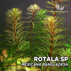Rotala mexicana bangladesh İTHAL BUKET