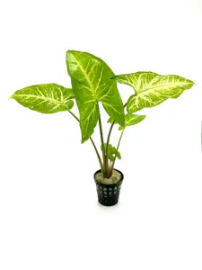 Syngonium podophyllum SAKSI