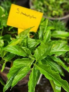 Syngonium podophyllum SAKSI