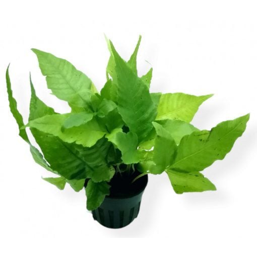 Bolbitis heteroclite asiatica ADET