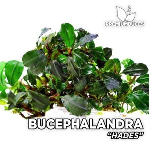 Bucephalandra mini boy karışık mix paket PORSİYON 10x10 cm