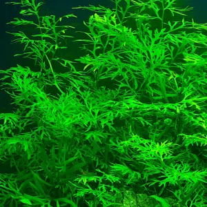 Ceratopteris thalictroides SAKSI