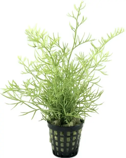 Ceratopteris thalictroides SAKSI