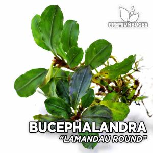 Bucephalandra orta boy karışık mix paket PORSİYON 10x10 cm