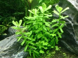 Bacopa compact SAKSI