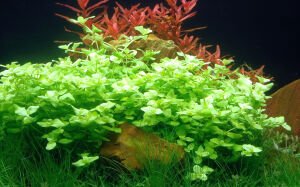 Tropica - Bacopa australis SAKSI
