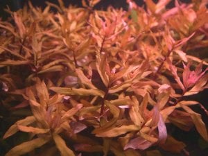 Ammannia senegalensis SAKSI