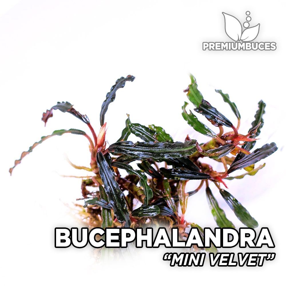 Bucephalandra mini velvet 10X10 CM PORSİYON