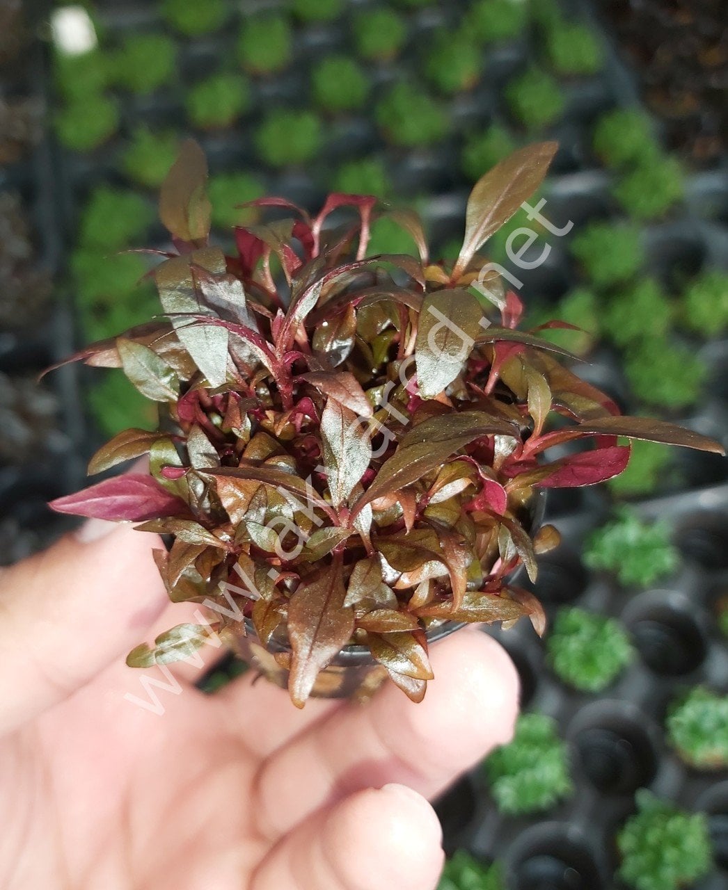 Alternanthera reineckii lilacina SAKSI