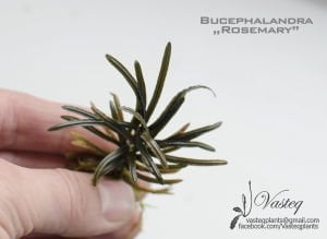 Bucephalandra rosemary 10X10 CM PORSİYON