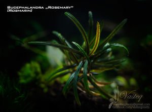 Bucephalandra rosemary 10X10 CM PORSİYON