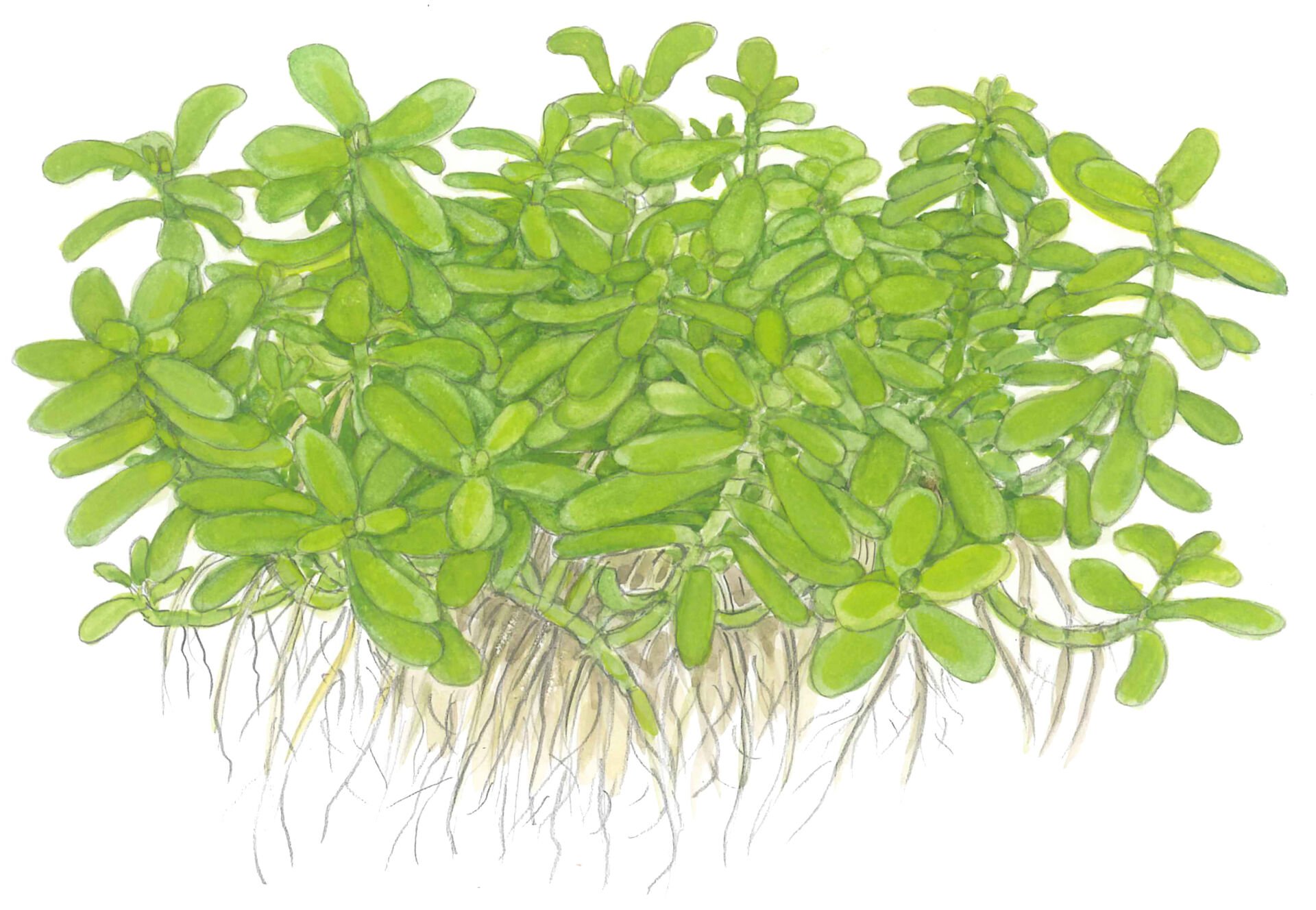 Tropica - Bacopa monnieri Compact SAKSI